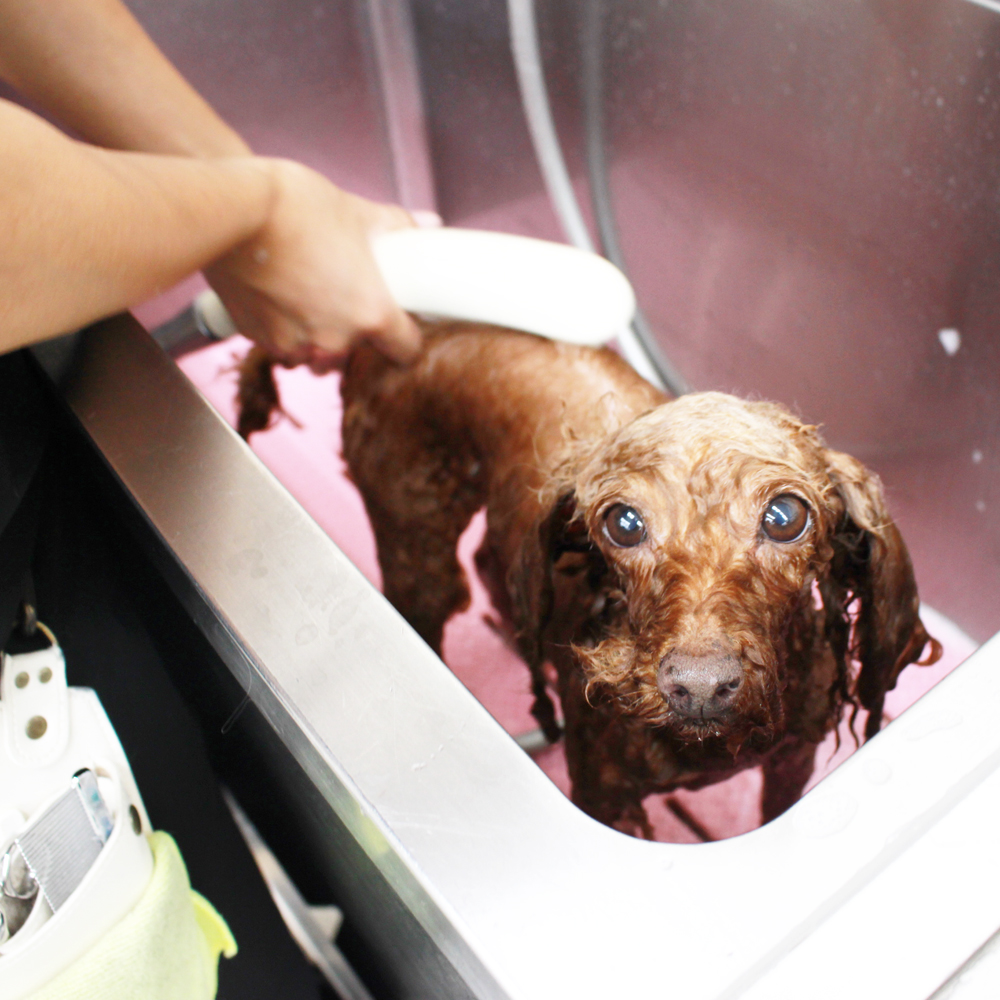 ２年生、お客様犬のトリミング☆